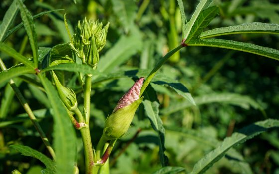 a close up image of okra growing in a garden